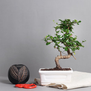 Buy Carmona S shaped Bonsai Plant in a Vase Online