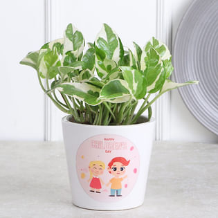 Celebrate With White Pothos