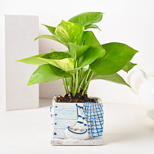 Buy Money Plant in Boat Vase Online