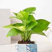 Order Money Plant in Boat Vase Online