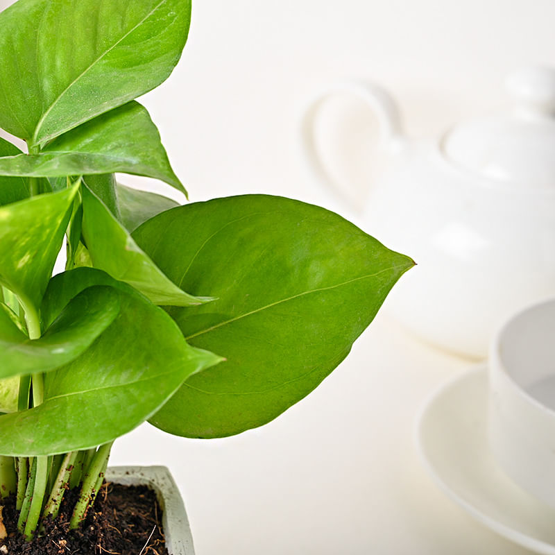 Money Plant in Boat Vase Online