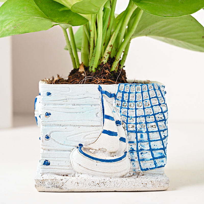 Money Plant in Boat Vase Online