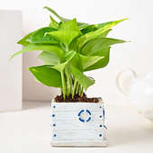 Money Plant in Boat Vase Online