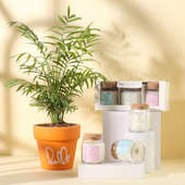 Chamaedorea Palm Plant With Pot N Three Scented Candles