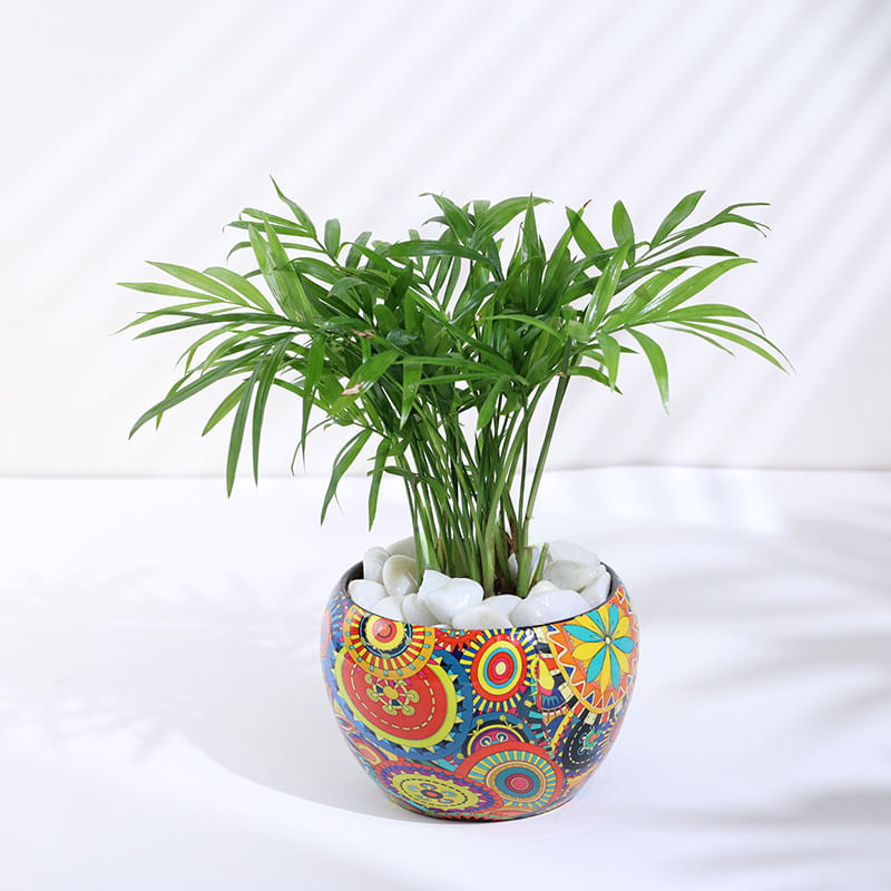 Chamaedorea Plant In Rajwada Pot