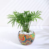 Chamaedorea Plant In Rajwada Pot