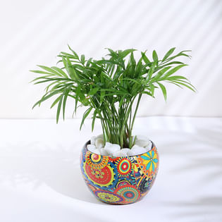 Chamaedorea Plant In Rajwada Pot