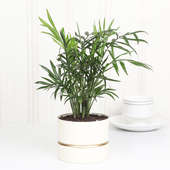 Chamaedorea White Vase Plant