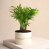 Chamaedorea White Vase Air Purifying Plant
