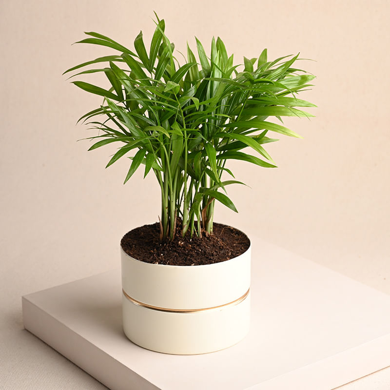 Buy Chamaedorea White Vase Plant