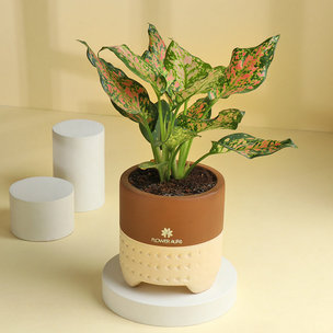 Charming Aglaonema Plant In Terracotta Pot