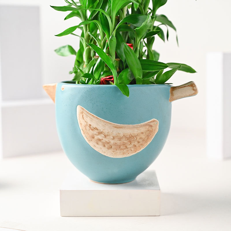 Send Charming Bluebird Bamboo Plant Online 