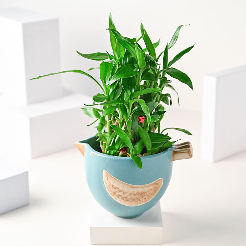 Order Charming Bluebird Bamboo Plant Online 