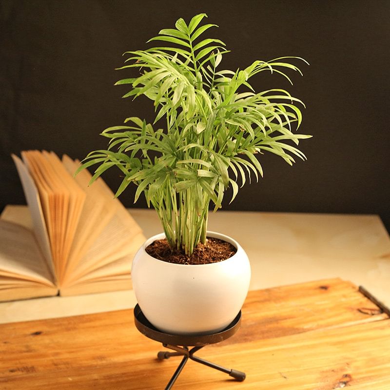 Charming Chamaedorea Palm Plant