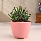 Charming Haworthia In Pink Ceramic Pot