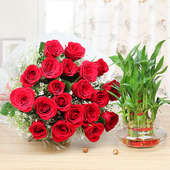 Charming Lucky Love - 25 Red roses bunch and lucky bamboo combo