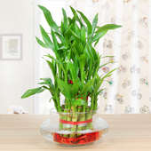 Lucky bamboo - 2nd gift of Charming Lucky Love