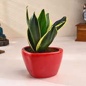 Charming Milt Plant In Red Heart Pot