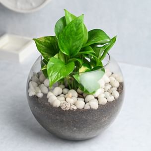 Money Plant Goblet