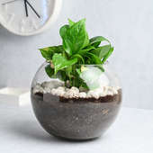Air Purifying Plant - Money Plant Goblet