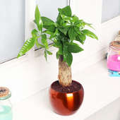 Pachira Plant in Brass Vase