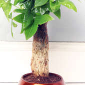 Send Pachira Plant in Brass Vase Online