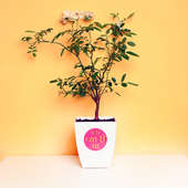 Charming Rose Plant For Mom - A Flower Plant Gift