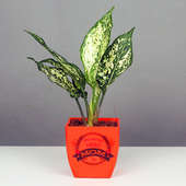 Aglaonema Plant in Orange Vase for Mom