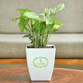 Chatura Potted Syngonium