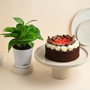 Cherry Black Forest Cake With Money Plant