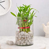 Chic Pebbled Lucky Bamboo