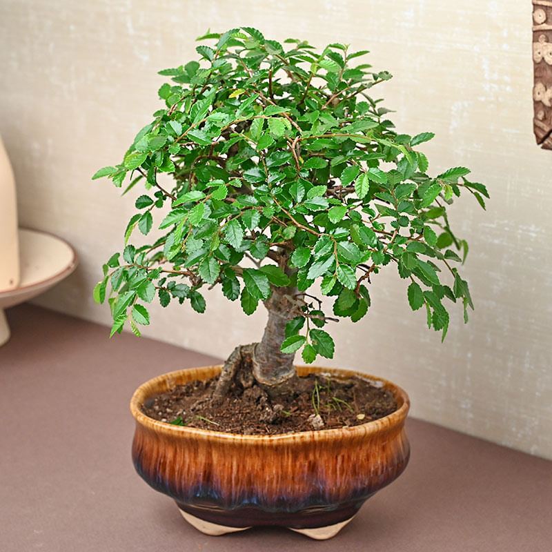 Chinese Elm Bonsai