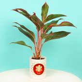 Chinese Evergreen Plant - Air Purifying Plant Indoors in Mug Personalized Vase