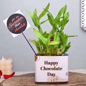 Choco Day Lucky Bamboo Plant