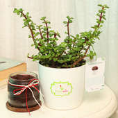 Jade Plant and Chocolate Jar Cake Combo