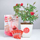 Choco Rose Plant Combo