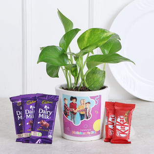 Chocolicious Money Plant Combo