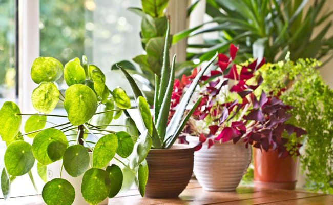 How to Choose The Right Pots for Your Plants How to Choose The Right Pots for Your Plants