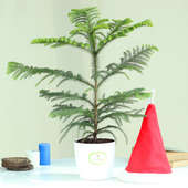 Christmas Vibes - Foliage Plants Indoors in Rhonda Vase and Christmas Cap