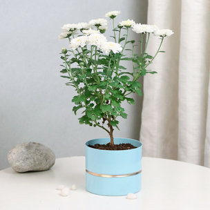 Buy Chrysanthemum Blue Circular Vase Online