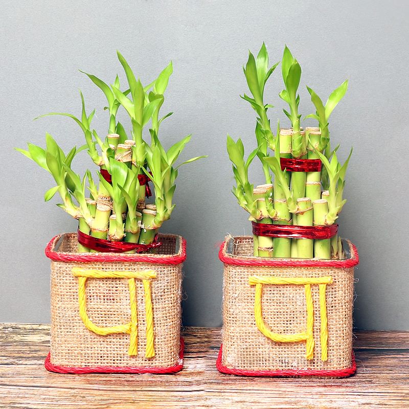 Lucky Bamboo Combo for Dad