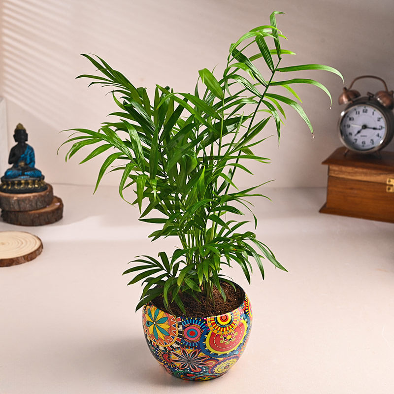Classic Chamaedorea In Rangoli Pot