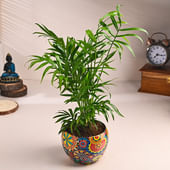 Classic Chamaedorea In Rangoli Pot