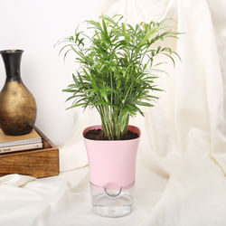 Classic Chamaedorea Palm Plant