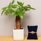 Bonsai Plant with Square Ceramic Vase and One Designer Rakhi