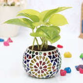 Money Plant with Designer Glass Mosaic Vase