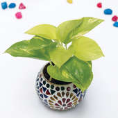 Money Plant with Designer Glass Mosaic Vase Online