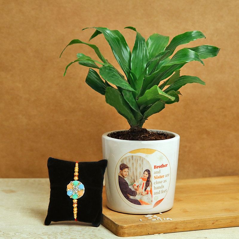 Colourful rakhi & plant Combo