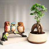Buy Combo Of Ficus Microcarpa Bonsai N Showpiece Online 