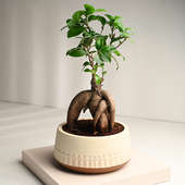 Order Combo Of Ficus Microcarpa Bonsai N Showpiece Online 